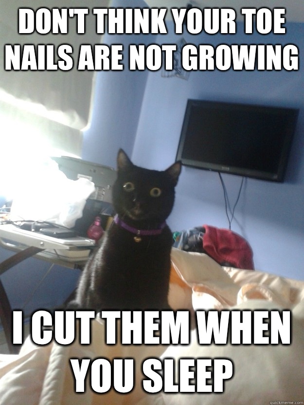 Don't think your toe nails are not growing I cut them when you sleep  overly attached cat