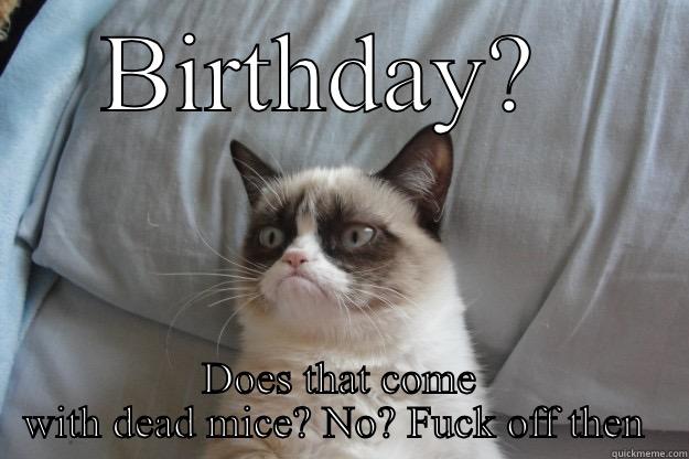 It's Mags' birthday?  - BIRTHDAY?  DOES THAT COME WITH DEAD MICE? NO? FUCK OFF THEN  Grumpy Cat