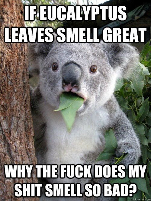 if eucalyptus leaves smell great why the fuck does my shit smell so bad? - if eucalyptus leaves smell great why the fuck does my shit smell so bad?  koala bear