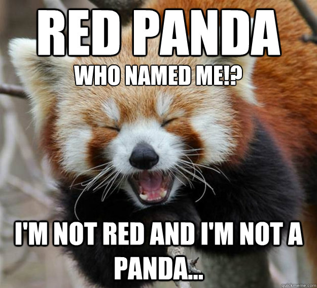 RED PANDA
 i'm not red and i'm not a panda... Who Named me!? - RED PANDA
 i'm not red and i'm not a panda... Who Named me!?  Red Panda Meme