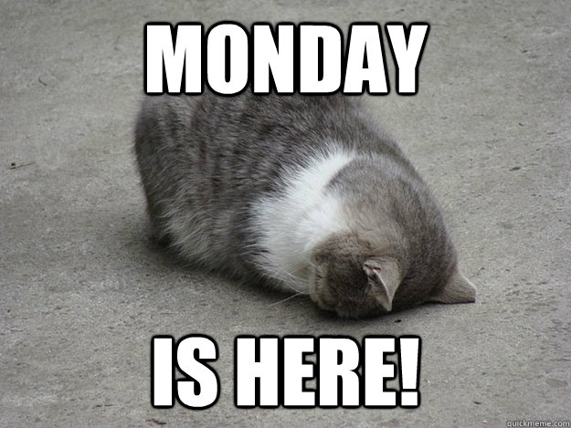 MONDAY IS HERE! - MONDAY IS HERE!  Downer Cat