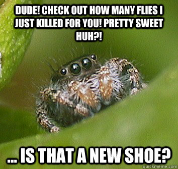 Dude! Check out how many flies I just killed for you! Pretty sweet huh?! ... Is that a new shoe?  Misunderstood Spider