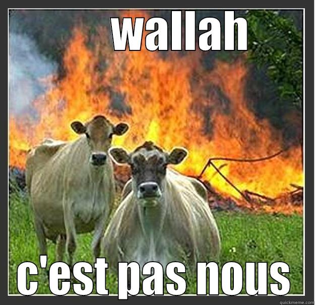        WALLAH  C'EST PAS NOUS Evil cows