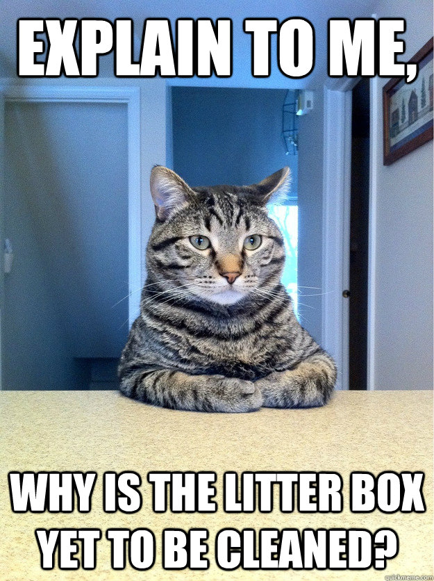 Explain to me, Why is the litter box yet to be cleaned? - Explain to me, Why is the litter box yet to be cleaned?  Chris Hansen Cat