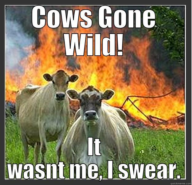 COWS GONE WILD! IT WASNT ME, I SWEAR. Evil cows