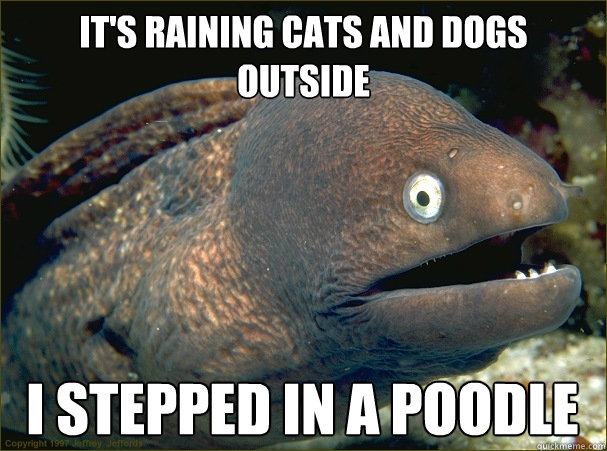 It's raining cats and dogs outside I stepped in a poodle  Bad Joke Eel