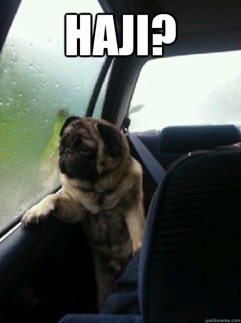 HAJI?   Introspective Pug