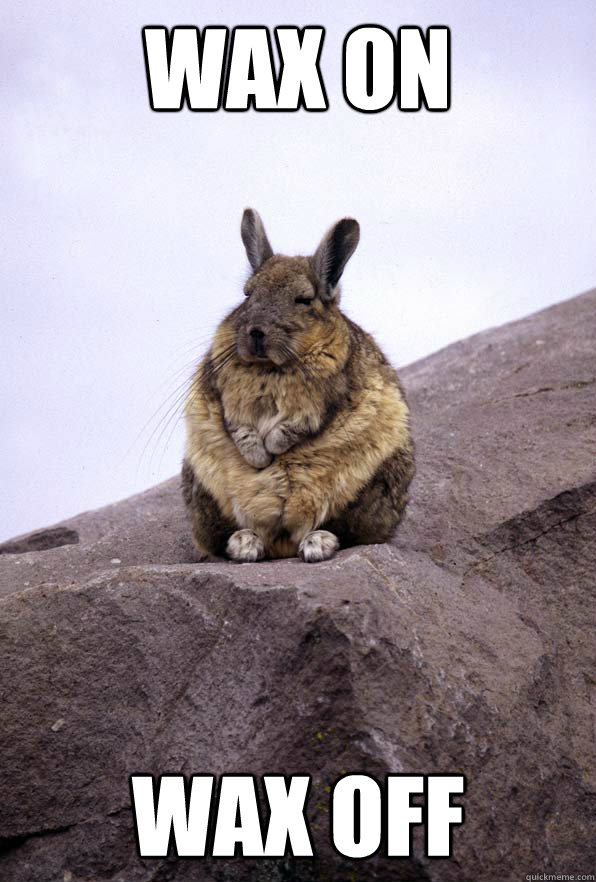 Wax on wax off  Wise Wondering Viscacha