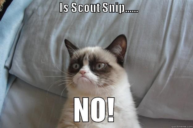                            IS SCOUT SNIP......                                        NO! Grumpy Cat