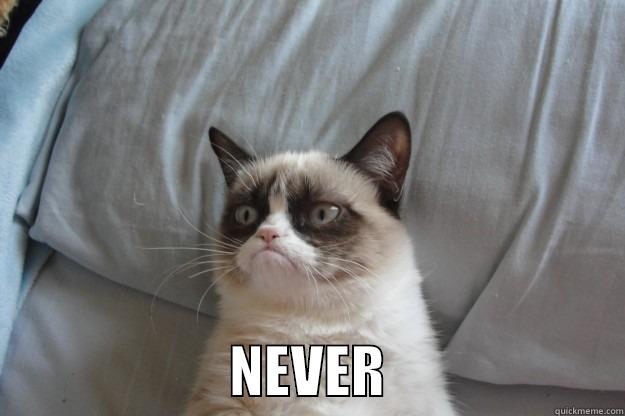                       NEVER                     Grumpy Cat