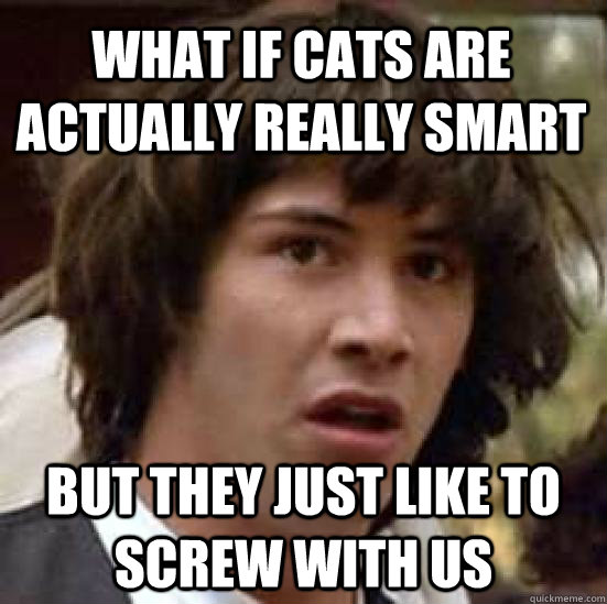 What if cats are actually really smart But they just like to screw with us - What if cats are actually really smart But they just like to screw with us  conspiracy keanu