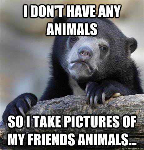 I don't have any animals So I take pictures of my friends animals...  Confession Bear