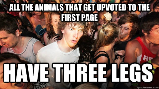 All the animals that get upvoted to the first page have three legs  Sudden Clarity Clarence