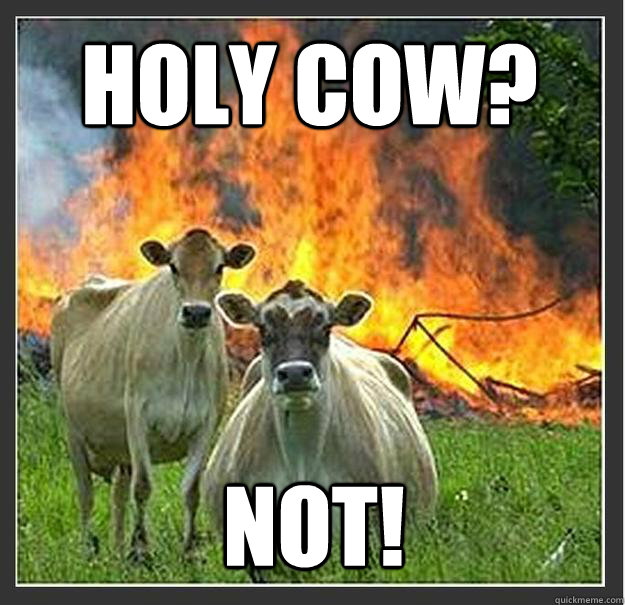 HOLY COW? NOT!   Evil cows