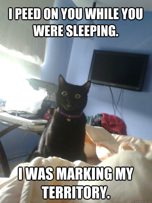 I peed on you while you were sleeping. I was marking my territory.  overly attached cat