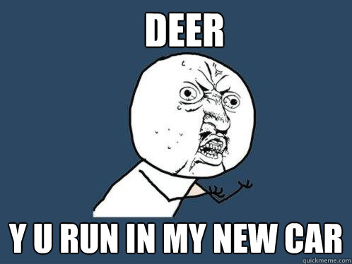 DEER y u run in my new car  Y U No