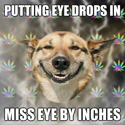 putting eye drops in miss eye by inches - putting eye drops in miss eye by inches  Stoner Dog