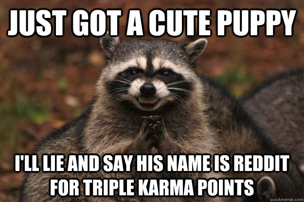 just got a cute puppy i'll lie and say his name is reddit for triple karma points - just got a cute puppy i'll lie and say his name is reddit for triple karma points  Evil Plotting Raccoon