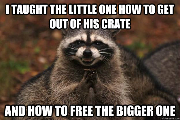 I taught the little one how to get out of his crate and how to free the bigger one  Evil Plotting Raccoon