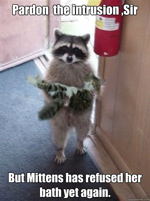 Pardon  the intrusion ,Sir But Mittens has refused her bath yet again. - Pardon  the intrusion ,Sir But Mittens has refused her bath yet again.  Raccoon cat hostage