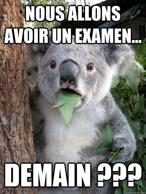 Nous allons avoir un examen... demain ???  koala bear