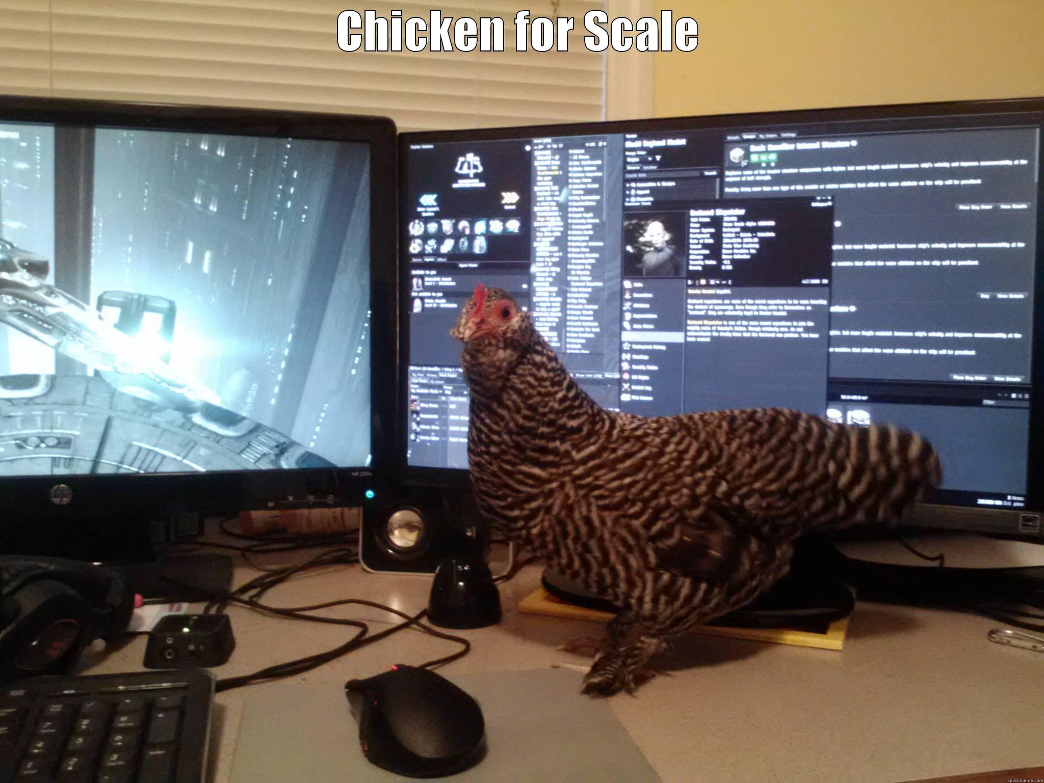 CHICKEN FOR SCALE  Misc