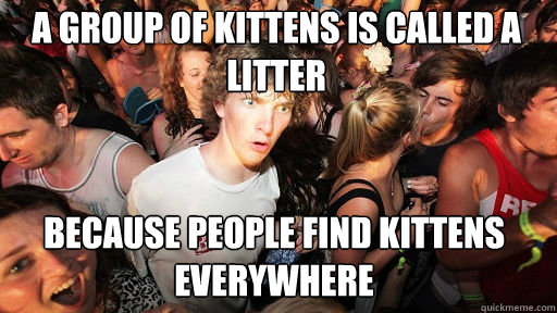 A group of kittens is called a litter
 because people find kittens everywhere - A group of kittens is called a litter
 because people find kittens everywhere  Sudden Clarity Clarence