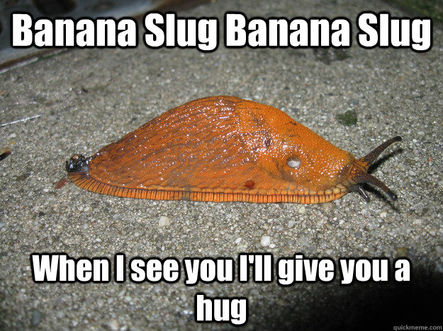 Banana Slug Banana Slug When I see you I'll give you a hug - Banana Slug Banana Slug When I see you I'll give you a hug  Banana Slug