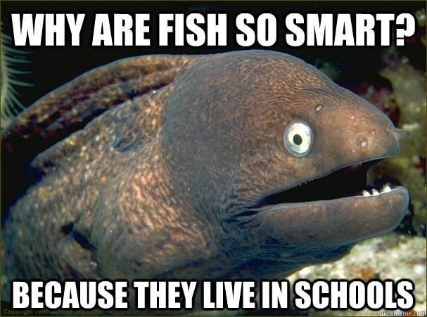 Why are fish so smart? Because they live in schools - Why are fish so smart? Because they live in schools  Bad Joke Eel