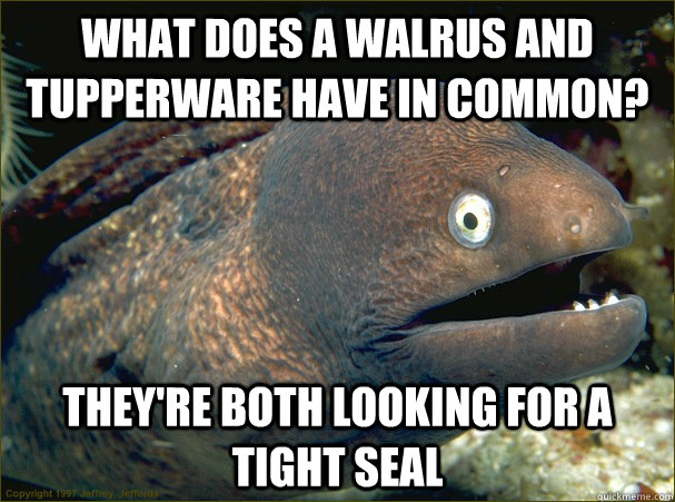 what does a walrus and Tupperware have in common? they're both looking for a tight seal - what does a walrus and Tupperware have in common? they're both looking for a tight seal  Bad Joke Eel