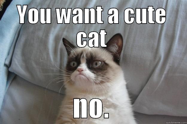 grumpy cat cat - YOU WANT A CUTE CAT NO. Grumpy Cat