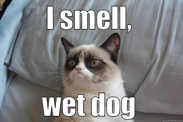 yolo cat - I SMELL, WET DOG Grumpy Cat