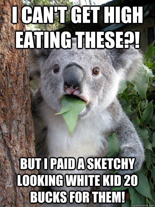 I can't get high eating these?! But I paid a sketchy looking white kid 20 bucks for them! - I can't get high eating these?! But I paid a sketchy looking white kid 20 bucks for them!  koala bear