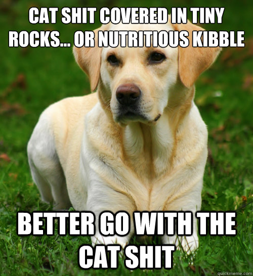 Cat shit covered in tiny rocks... or nutritious kibble  Better go with the cat shit - Cat shit covered in tiny rocks... or nutritious kibble  Better go with the cat shit  Dog Logic