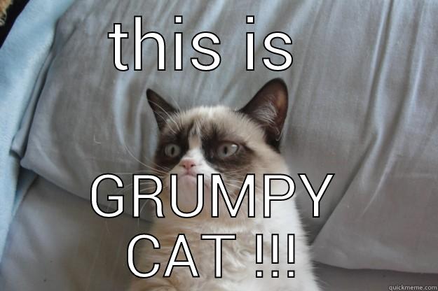 THIS IS  GRUMPY CAT !!! Grumpy Cat