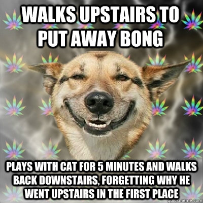 Walks upstairs to put away bong plays with cat for 5 minutes and walks back downstairs, forgetting why he went upstairs in the first place  Stoner Dog