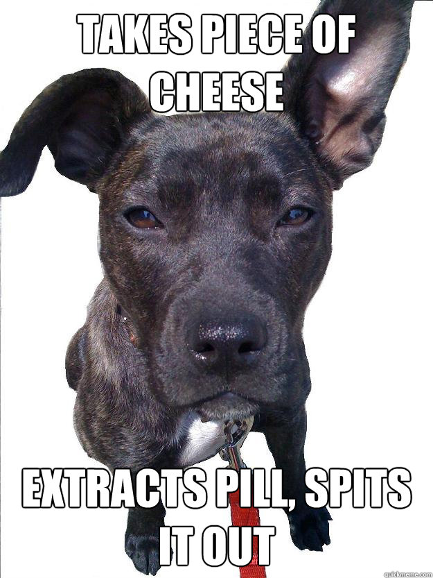 Takes Piece of cheese extracts pill, spits it out - Takes Piece of cheese extracts pill, spits it out  Discerning Dog