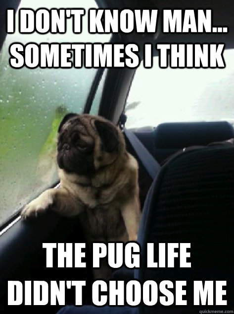 I don't know man... sometimes i think the pug life didn't choose me  Introspective Pug