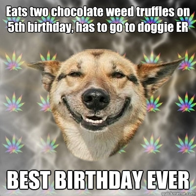 Eats two chocolate weed truffles on 5th birthday, has to go to doggie ER BEST BIRTHDAY EVER   Stoner Dog