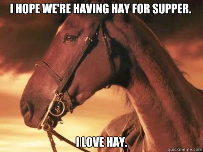 I hope we're having hay for supper. I love hay. - I hope we're having hay for supper. I love hay.  Contemplative War Horse