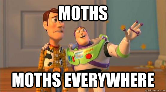 moths moths everywhere - moths moths everywhere  Buzz Glitter