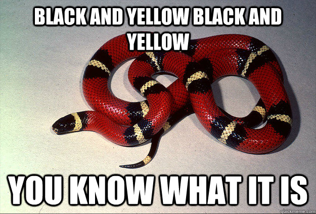 black and yellow black and yellow you know what it is - black and yellow black and yellow you know what it is  Safety Snake