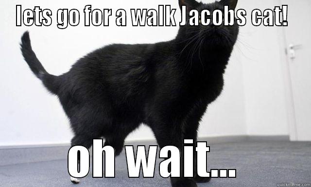 jacobs cat - LETS GO FOR A WALK JACOBS CAT!  OH WAIT... Misc