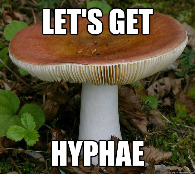 let's get hyphae - let's get hyphae  Misc