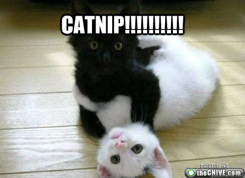 CATNIP!!!!!!!!!! - CATNIP!!!!!!!!!!  CATNIP