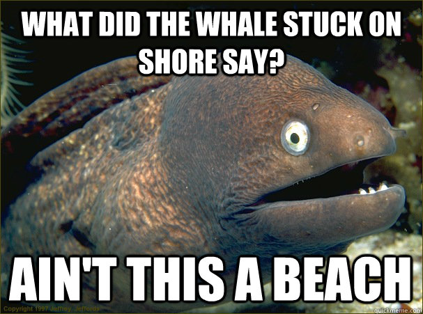 What did the whale stuck on shore say? Ain't this a beach  Bad Joke Eel