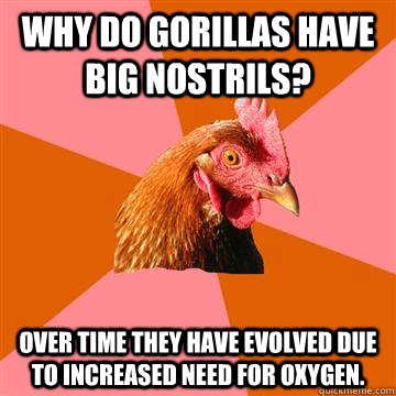 Why do gorillas have big nostrils? Over time they have evolved due to increased need for oxygen.  Anti-Joke Chicken