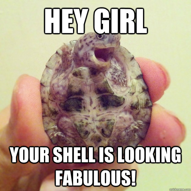 Hey Girl Your shell is looking fabulous! - Hey Girl Your shell is looking fabulous!  Sassy Gay Turtle