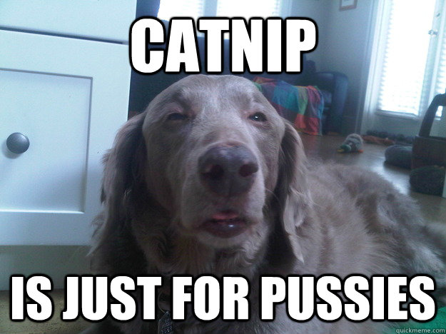 catnip is just for pussies  10 Dog