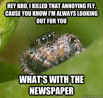 Hey bro, I killed that annoying fly, cause you know I'm always looking out for you what's with the newspaper  Misunderstood Spider